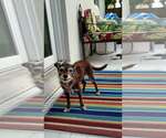 Lula - Female Chihuahua-Unknown Mix Dog for Adoption - Small photo