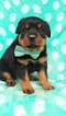 Small Photo #3 Rottweiler Puppy For Sale in LANCASTER, PA, USA