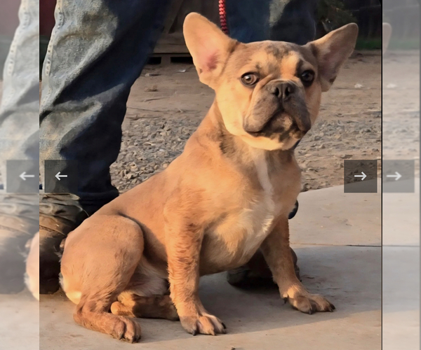 Medium Photo #3 French Bulldog Puppy For Sale in LITITZ, PA, USA