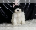 Puppy Mindy Cavapoo (Miniature)