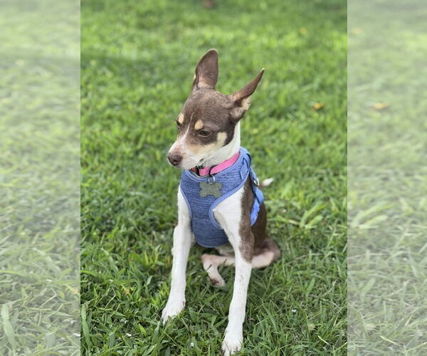 Medium Photo #8 Jack Chi Puppy For Sale in Holly Springs, NC, USA