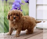 Small #2 Cavapoo (Miniature)