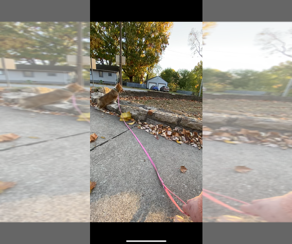 Medium Photo #20 Pembroke Welsh Corgi Puppy For Sale in INDEPENDENCE, MO, USA