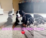 Small Photo #8 Bernese Mountain Dog Puppy For Sale in MANCHESTER, MI, USA