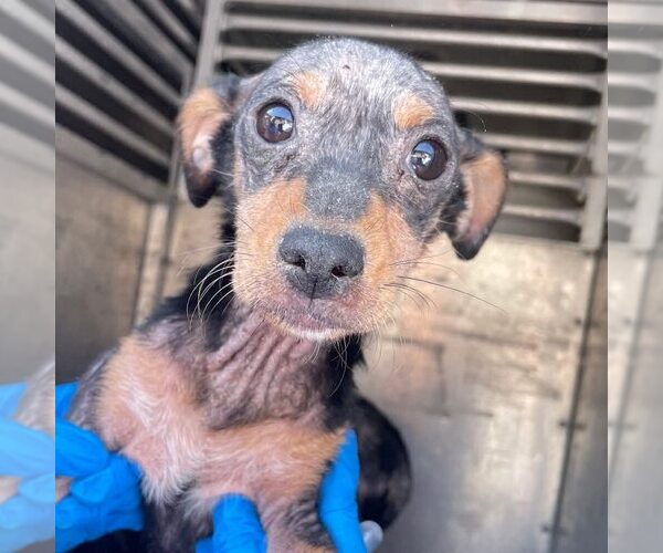 Medium Photo #1 Mutt Puppy For Sale in New York, NY, USA