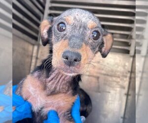 Mutt Dogs for adoption in New York, NY, USA