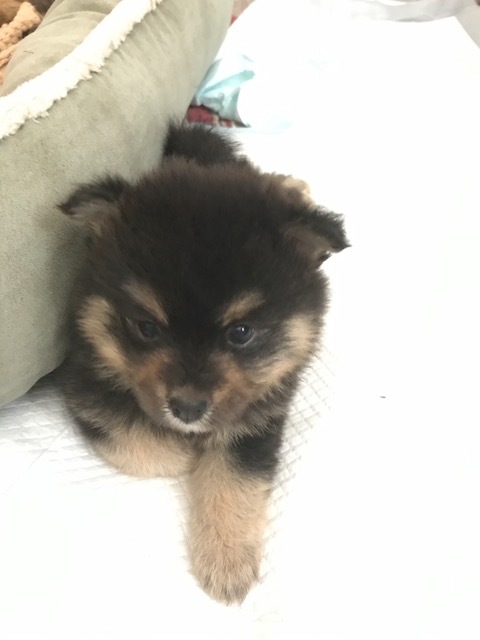 Medium Photo #1 Pomeranian Puppy For Sale in JESUP, GA, USA