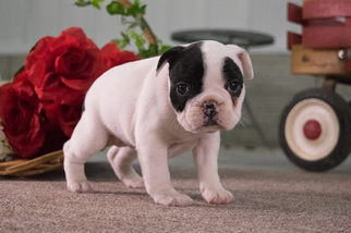 French Bulldog Puppy for sale in KENT, OH, USA