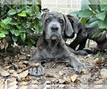 Small #1 Cane Corso