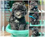 Small #5 Bernedoodle (Miniature)