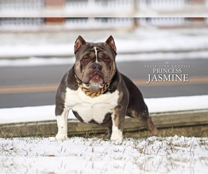 Mother of the American Bully puppies born on 07/06/2022