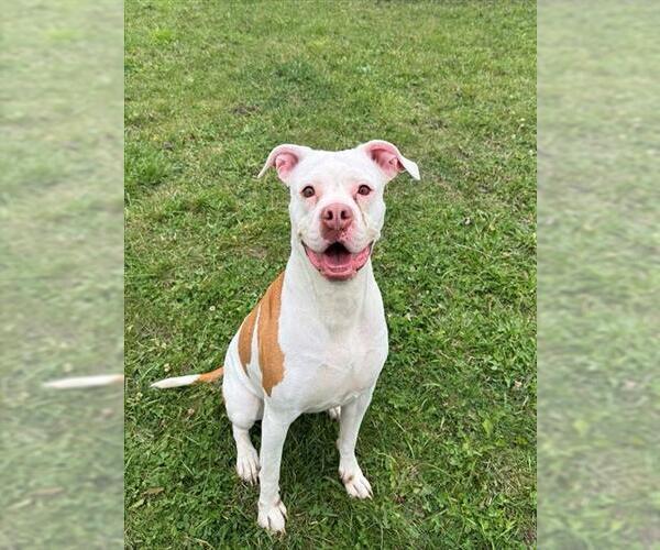 Medium Photo #1 American Bulldog Puppy For Sale in Toronto, Ontario, Canada