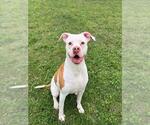 DOLLY - Female American Bulldog Dog for Adoption - Small photo