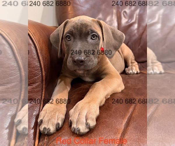 Medium Photo #20 Cane Corso Puppy For Sale in LA PLATA, MD, USA