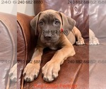 Small Photo #20 Cane Corso Puppy For Sale in LA PLATA, MD, USA