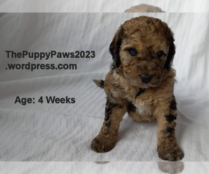 Bernedoodle Puppy for sale in HUDSONVILLE, MI, USA