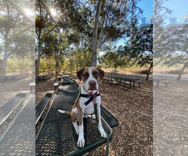 Medium Photo #8 Boxer Puppy For Sale in San Diego, CA, USA