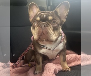 Mother of the French Bulldog puppies born on 07/30/2025