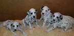 Small Photo #8 Dalmatian Puppy For Sale in DUVALL, WA, USA