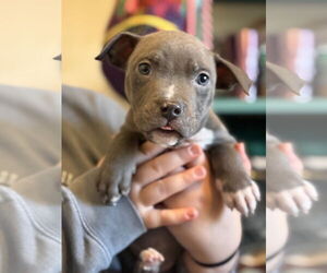 Mutt Dogs for adoption in Clarkston, MI, USA