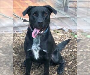 Lucky Havard - Male Labrador Retriever-Unknown Mix Dog for Adoption - Photo #17