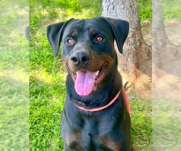 Medium Photo #1 Rottweiler-Unknown Mix Puppy For Sale in Sacramento, CA, USA