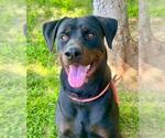 Small Rottweiler Mix