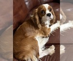 Small #2 Cavalier King Charles Spaniel