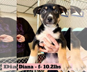 American Pit Bull Terrier-German Shepherd Dog Mix Dogs for adoption in Chester, VA, USA