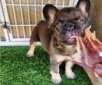 Small Photo #9 French Bulldog Puppy For Sale in LAS VEGAS, NV, USA