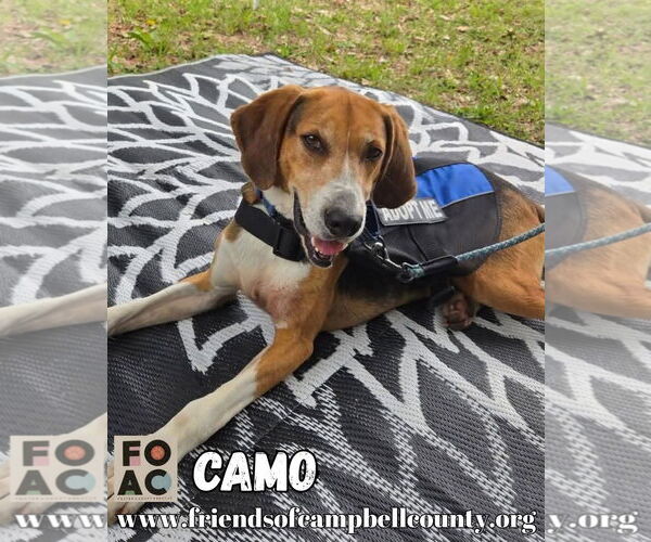 Medium Photo #1 Mutt Puppy For Sale in Rustburg, VA, USA