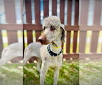 Small #2 Poodle (Standard) Mix