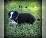 Puppy Daisy Australian Cattle Dog-Border Collie Mix