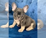 Small Photo #16 French Bulldog Puppy For Sale in CORPUS CHRISTI, TX, USA