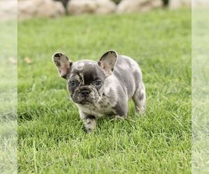 French Bulldog Puppy for sale in RONKS, PA, USA