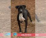 LOLLY - Female Bulldog-Unknown Mix Dog for Adoption - Small photo