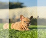 Small #2 French Bulldog
