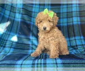 Poodle (Miniature) Puppy for sale in LAKELAND, FL, USA