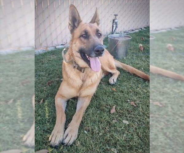 Medium Photo #1 German Shepherd Dog Puppy For Sale in Redlands, CA, USA
