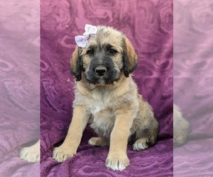 Saint Berdoodle Puppy for sale in PEACH BOTTOM, PA, USA