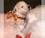 Small Photo #15 German Shepherd Dog Puppy For Sale in WASHINGTON, NJ, USA