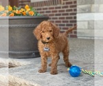 Puppy 1 Poodle (Standard)