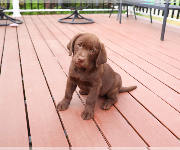 Medium Photo #3 Labrador Retriever Puppy For Sale in SYRACUSE, IN, USA