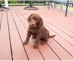 Small #2 Labrador Retriever