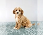 Small #4 Cavapoo (Miniature)