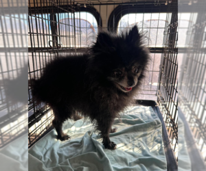Fluffy in TX - Male Chiranian Dog for Adoption - Photo #2