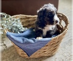 Small #1 Bernedoodle