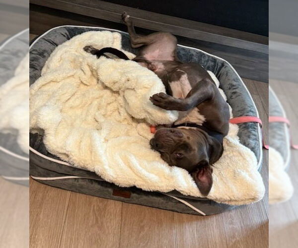 Medium Photo #9 American Staffordshire Terrier-Unknown Mix Puppy For Sale in Lake Forest, CA, USA