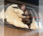 Small #8 American Staffordshire Terrier Mix
