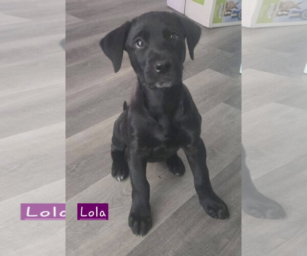 Medium Photo #1 Labrador Retriever-Unknown Mix Puppy For Sale in Alexander, AR, USA